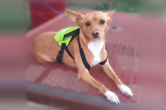 Lost and found pets San Antonio, photo: Missing dog Male, San Antonio (usl538942)