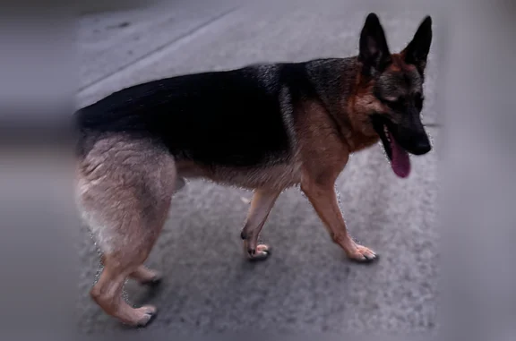Lost and found pets Colleyville, photo: Found dog Male, Colleyville (usf538943)