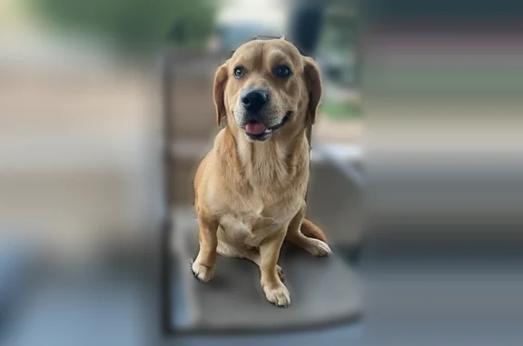 Missing dog Male, Brea (usl538946) - photo
