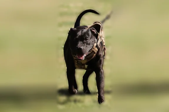 Missing dog Male, Fresno (usl538947) - photo