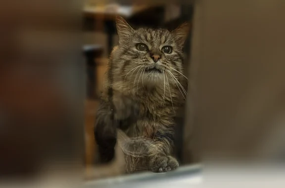 Chat trouvé Moret-Loing-et-Orvanne, photo: Chat trouvé, Moret-Loing-et-Orvanne (ff594338)