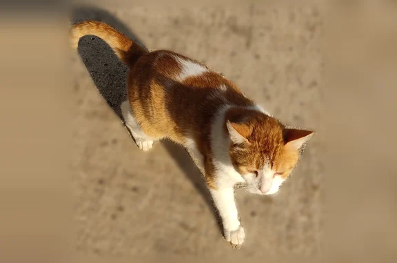 Animaux perdus Valence, photo: Chat disparu Garçon, Valence (fl594339)