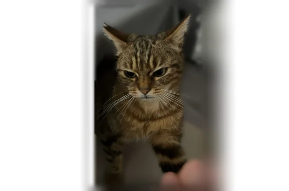 Animaux perdus Amiens, photo: Chat disparu Fille, Amiens (fl594342)
