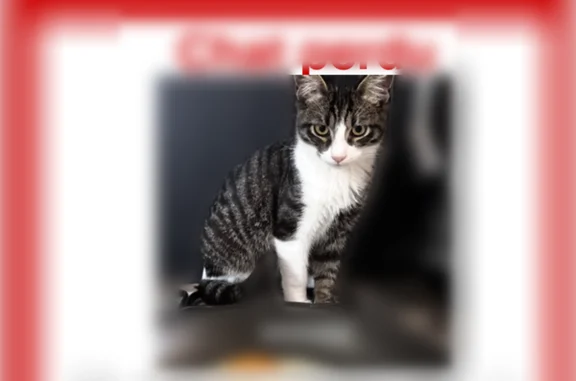 Animaux perdus Annecy, photo: Chat disparu Garçon, Annecy (fl594344)