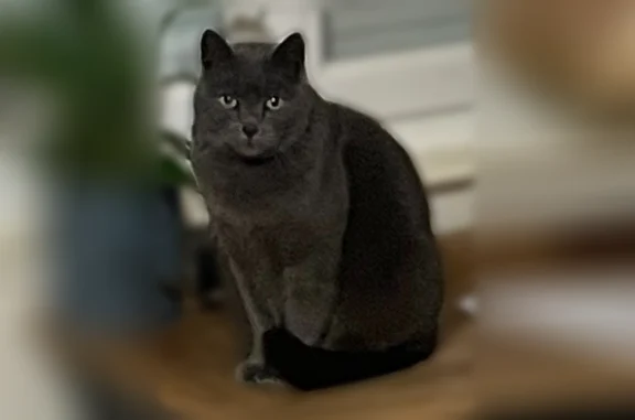 Animaux perdus Paris, photo: Chat disparu Garçon, Paris (fl594349)
