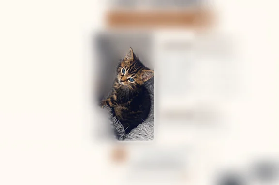 Animaux perdus Paris, photo: Chat disparu Garçon, Paris (fl594350)