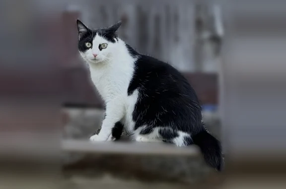 Animaux perdus Paris, photo: Chat disparu Fille, Paris (fl594352)