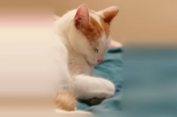 Animaux perdus Paris, photo: Chat disparu Garçon, Paris (fl594353)