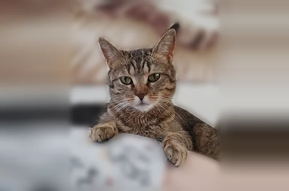 Chat perdu, Wattrelos, photo: Chat disparu Fille, Wattrelos (fl594354)