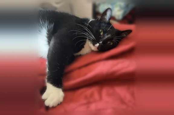 Lost and found pets Downers Grove, photo: Missing cat Female, Downers Grove (usl538948)