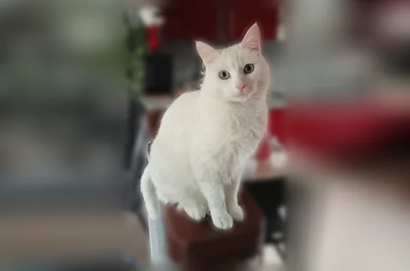 Chat perdu mâle, Rue Basse Boulogne, Blangy-sur-Ternoise, Paris - blanc, type Angora Turc - photo