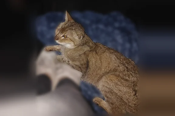 Animaux trouvés Paris, photo: Chat trouvé, Rue Barral, Moirans, Paris - très affamé, oreille coupée