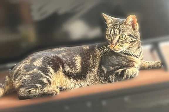 Animaux perdus Châteaugiron, photo: Chat perdu femelle, Rue de Rennes, 3, Paris - tigré beige et marron, yeux verts