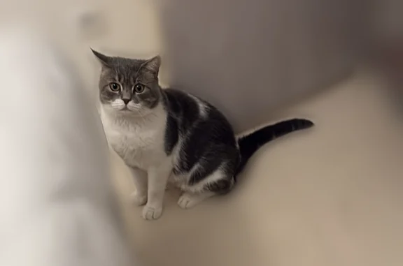 Animaux perdus Montpellier, photo: Chat perdu mâle, Avenue de Premerlet, 580, Montpellier - blanc et gris