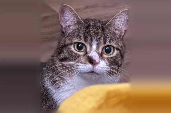 Animaux perdus Rouen, photo: Chat perdu mâle, Boulevard de la Marne, 35, Rouen - oreille entaillée