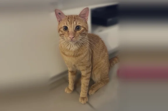 Chat perdu, Saint-Maximin-la-Sainte-Baume, photo: Chat perdu mâle, Boulevard du Docteur Bonfils, 33, Saint-Maximin-la-Sainte-Baume - roux, très câlin