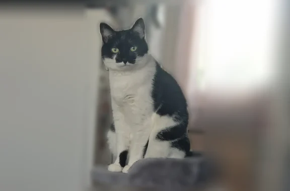 Animaux perdus Paris, photo: Chat perdu femelle, Square de Reims, 3, Épinay-sur-Seine, Paris - chatte de 7 ans noire et blanche