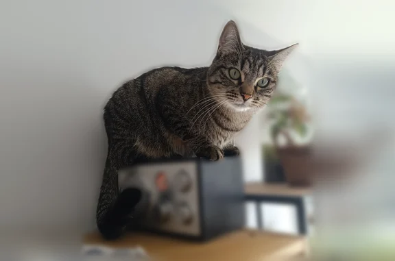 Animaux perdus Rueil-Malmaison, photo: Chat perdu femelle, Avenue Pierre Brossolette, 37, Bron, Rueil-Malmaison - tigré, castré et pucé