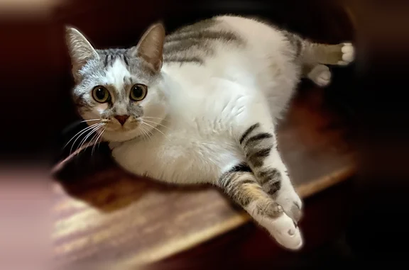 Animaux perdus Cergy, photo: Chat perdu, Passage des Lauzes, Cergy - femelle, robe blanche et grise