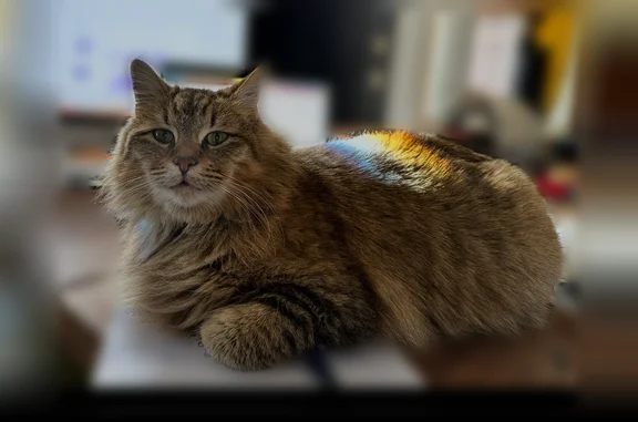 Lost cat, Glade Street Northwest, 1101, Winston-Salem - sweet brownish female cat without collar - photo