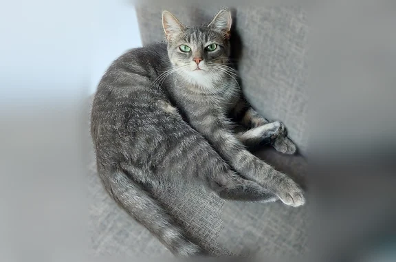 Lost cat, Lightwood Lane, 49, Rochester - female, shy, one ear tipped - photo