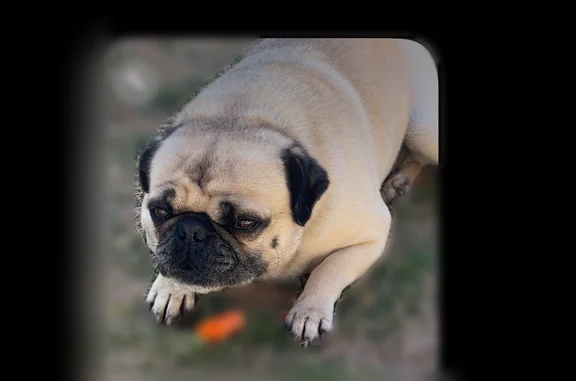 Lost dog, Blue Drive, 103, Odessa — male, tongue slit - photo
