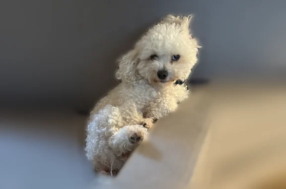 Lost dog, Eagles Creek Way Northwest, 1101, Acworth - white, about 12 pounds - photo