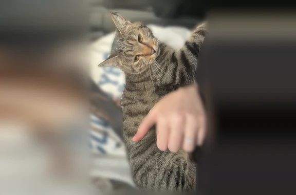 Lost and found pets Papillion, photo: Lost cat, South 113th Street, 11717, Papillion