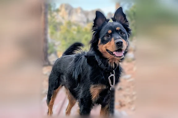 Missing dog Black Hawk, photo: Lost dog, Crooked Canyon Road, 11946, Black Hawk - male Shepherd mix with a black collar