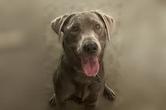 Lost dog, female, Ulmer Street, 6201, Garden City - silver lab with an orange and pink flower collar - photo