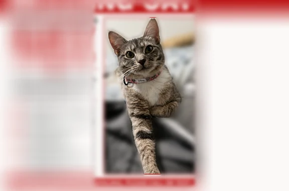 Lost and found pets Atlanta, photo: Lost cat, Dresden Drive, 2296, Atlanta