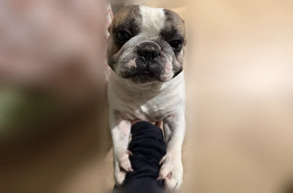 Missing dog Male, Charlotte (usl538964) - photo