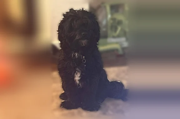 Black coat, havapoo, can be skittish with people, but friendly dog, all bark. Blue collar with nametag little white on his chest.