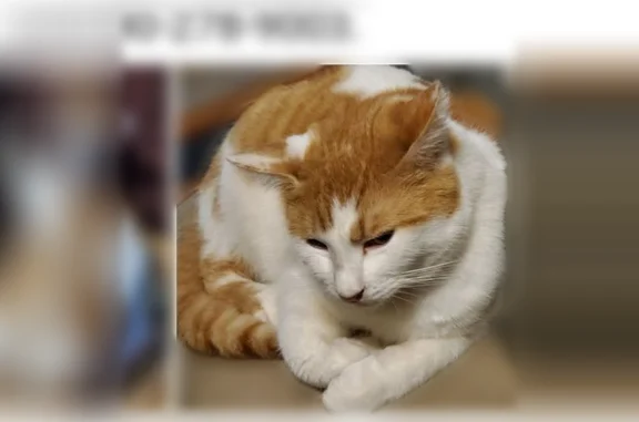 Lost and found pets Roanoke, photo: Lost cat, Malvern Road, 5304, Roanoke - male, yellow and white, white flea collar