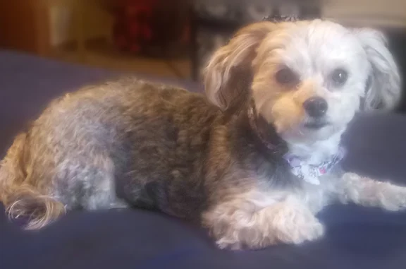 Lost dog, female, East Turner Street, 2200, Springfield - grey Yorkie with a Seresto collar - photo