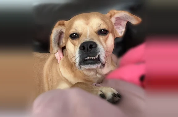 Lost dog, Rockwood Street, 503, La Porte - male, underbite - photo