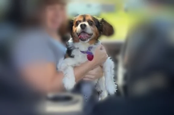 Lost dog, Baker Road, 154, Windsor - male, needs medication - photo