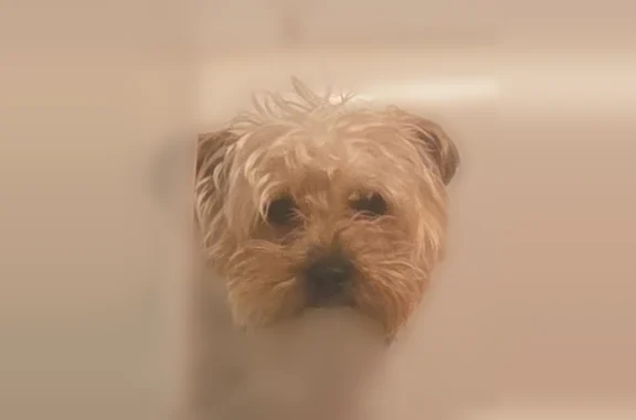 Lost dog, Keep Street, 826, Linden, Cambridge - male yorkie, 2 years old - photo