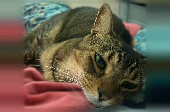 Lost cat, Fernandina Beach, Florida - medium-sized male, food-motivated - photo