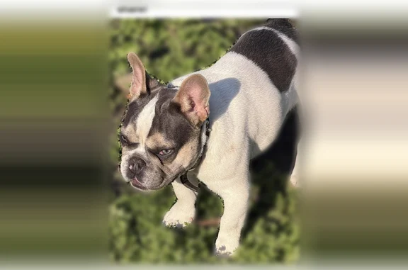Lost and found pets Detroit, photo: Missing dog Male, Detroit (usl538979)