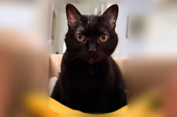 Lost cat, Hanover Street, 25, South Burlington - female, all black, yellow/green eyes - photo