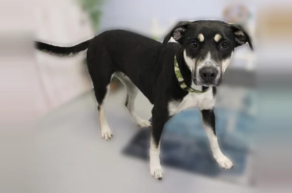 Lost dog, Lexington, Columbia - female, teal collar, microchipped - photo