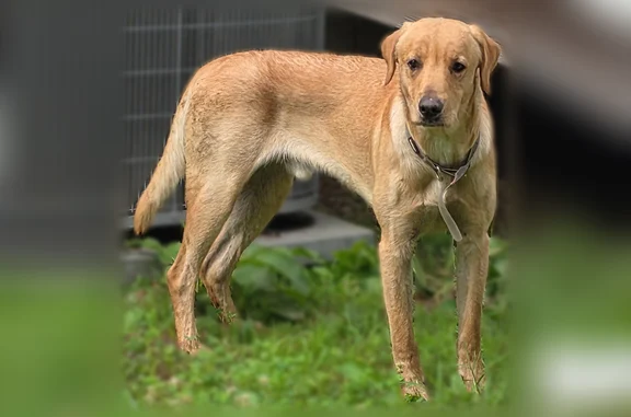Found dog Gainesboro, photo: Found dog, Blessed Lane, 107, Granville, Gainesboro — young male, possible Lab/Retriever