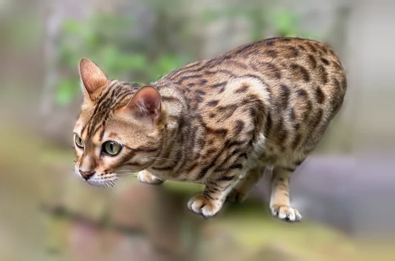 Lost and found pets Manhattan, photo: Lost cat, Lefferts Place, 14, Manhattan - male Bengal cat with green eyes