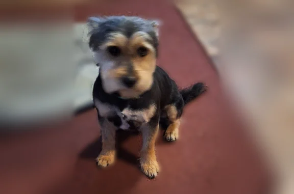 Lost and found pets Memphis, photo: Lost dog, Appleville Street, Memphis - black and tan Schnauzer/Terrier mix with a black and white checkered collar