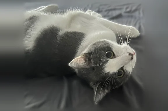 Missing cat Male, Asheville (usl538991) - photo