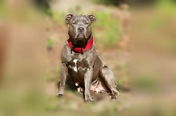 Missing dog Summerville, photo: Lost dog, female, Major Drive, 105, Summerville - senior blue pit (grey)
