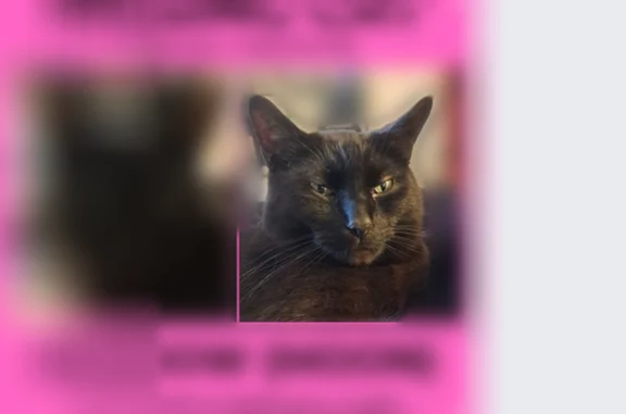 Lost cat, West Factory Road, Springboro, Columbus - male, all black, teal collar - photo