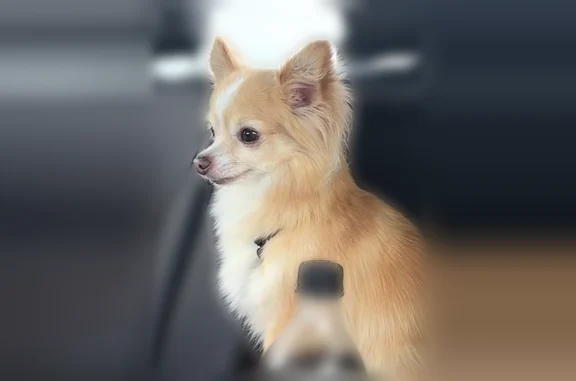 Lost dog, 820 West, 755, Kokomo - male, semi-aggressive, 6 lbs - photo