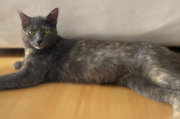 Chat perdu, Roubaix, photo: Chat perdu, Avenue de Corinthe, 3, Marseille - femelle écaille de tortue diluée